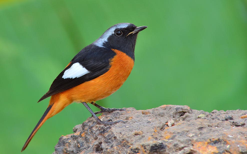 Daurian Redstart (male)