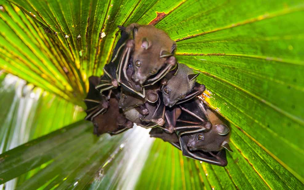 Short-nosed Fruit Bats