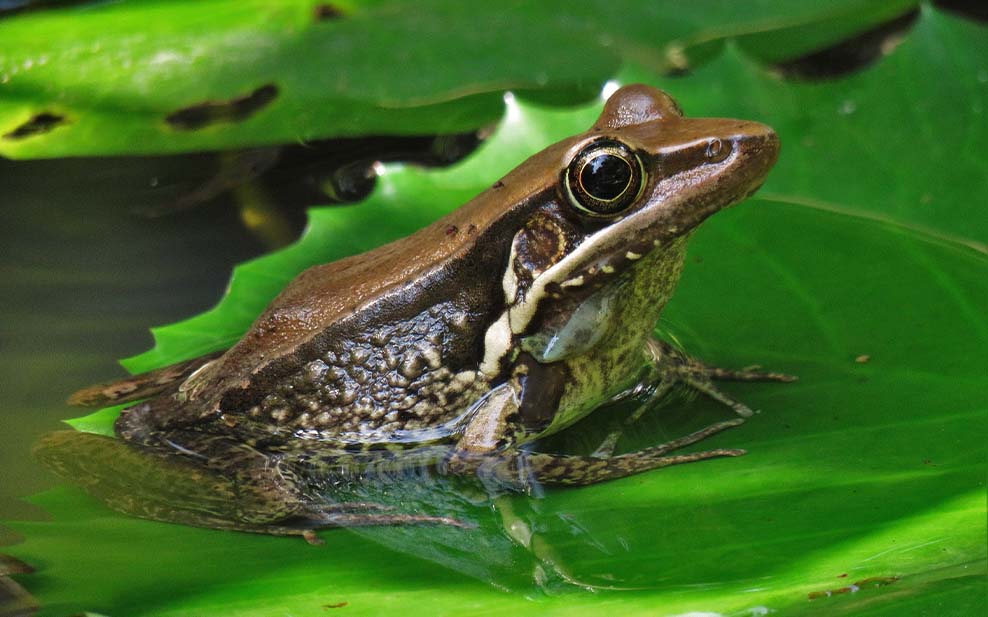 Gunther's Frog