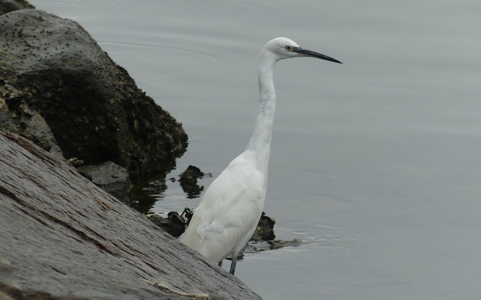 Little Egret on the Tai Po Waterfront