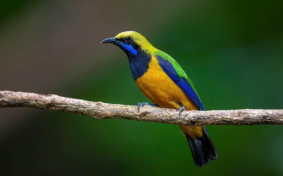 Orange-bellied Leaf Bird