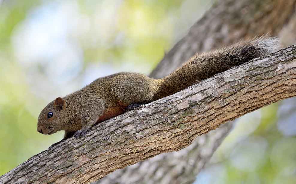 Pallas' Squirrel