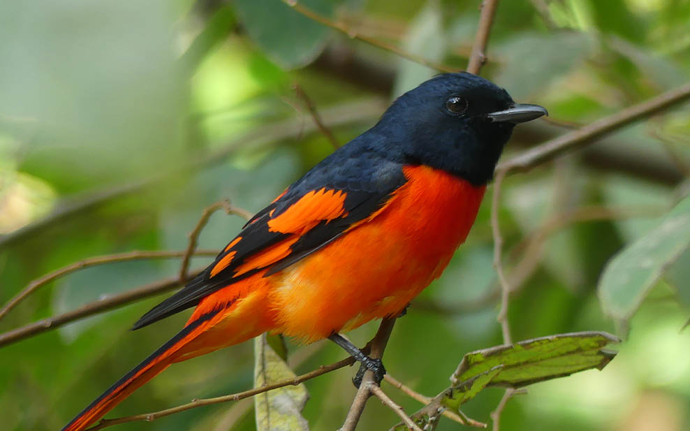 Male Scarlet Minivet