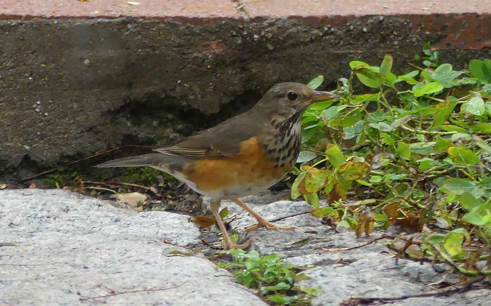 Grey-backed Thrush (female), a winter migrant to Hong Kong