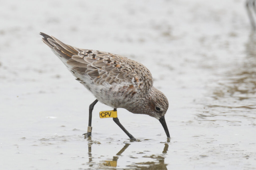 Curlew Sandpiper, first tagged in Northwest Australia (Photo Credit: John and Jemi Holmes)