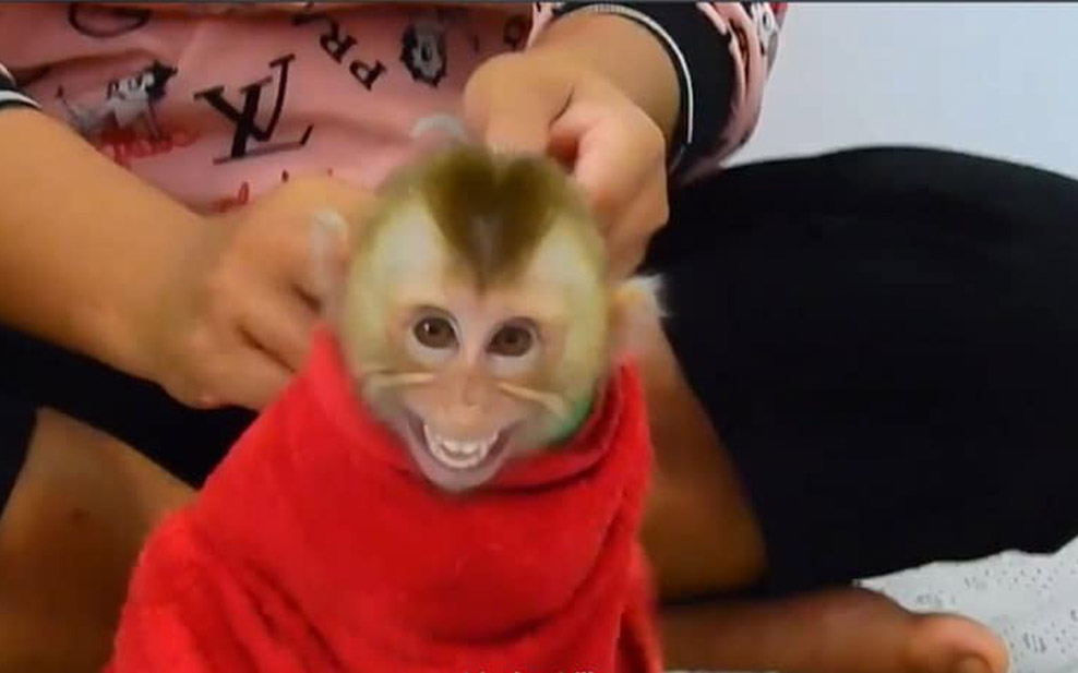 Monkey cruelty on the rise as social media continues providing a platform  for abusers