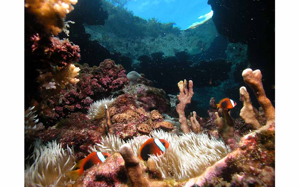Clownfish and Coral in the Solomon Islands (Photo Credit: Mark Koschker)