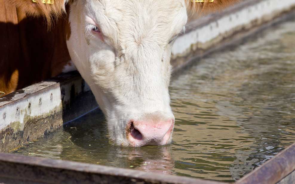 Cattle raised for beef and dairy consume vast quantities of water.