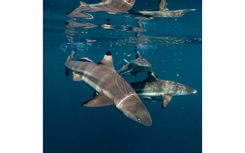 Reef Sharks (Photo Credit: Mark Koschker)