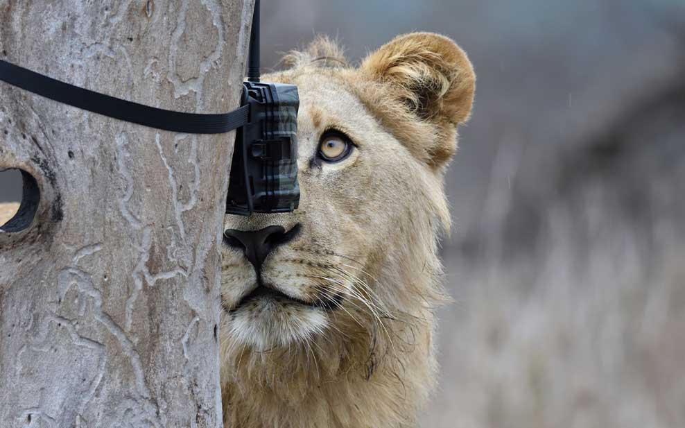 Lion and Camera Trap